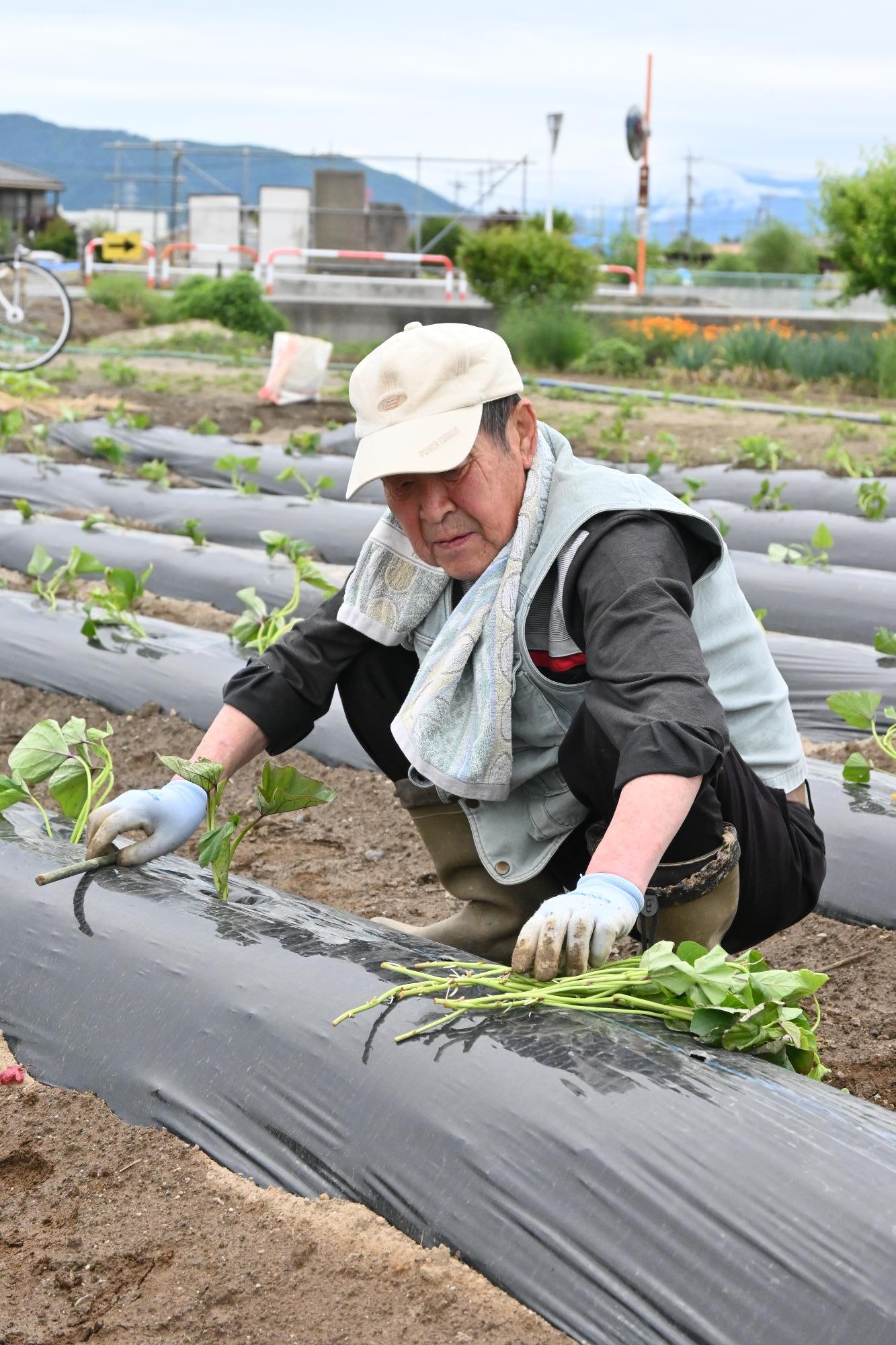 さつまいも植え付け