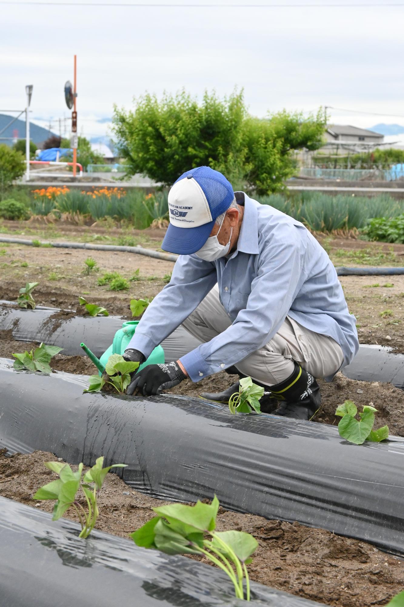 さつまいも植え付け