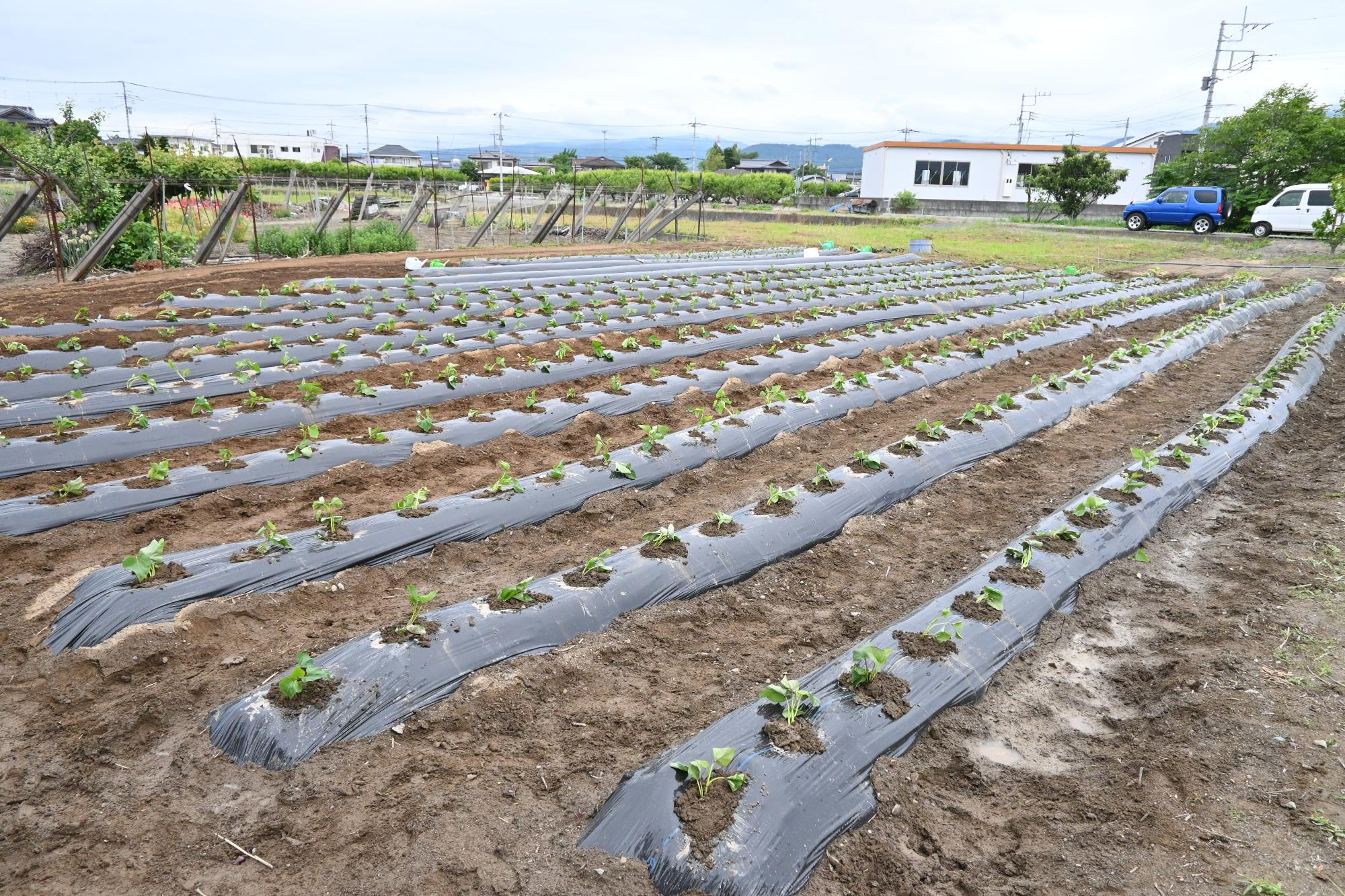 さつまいも植え付け