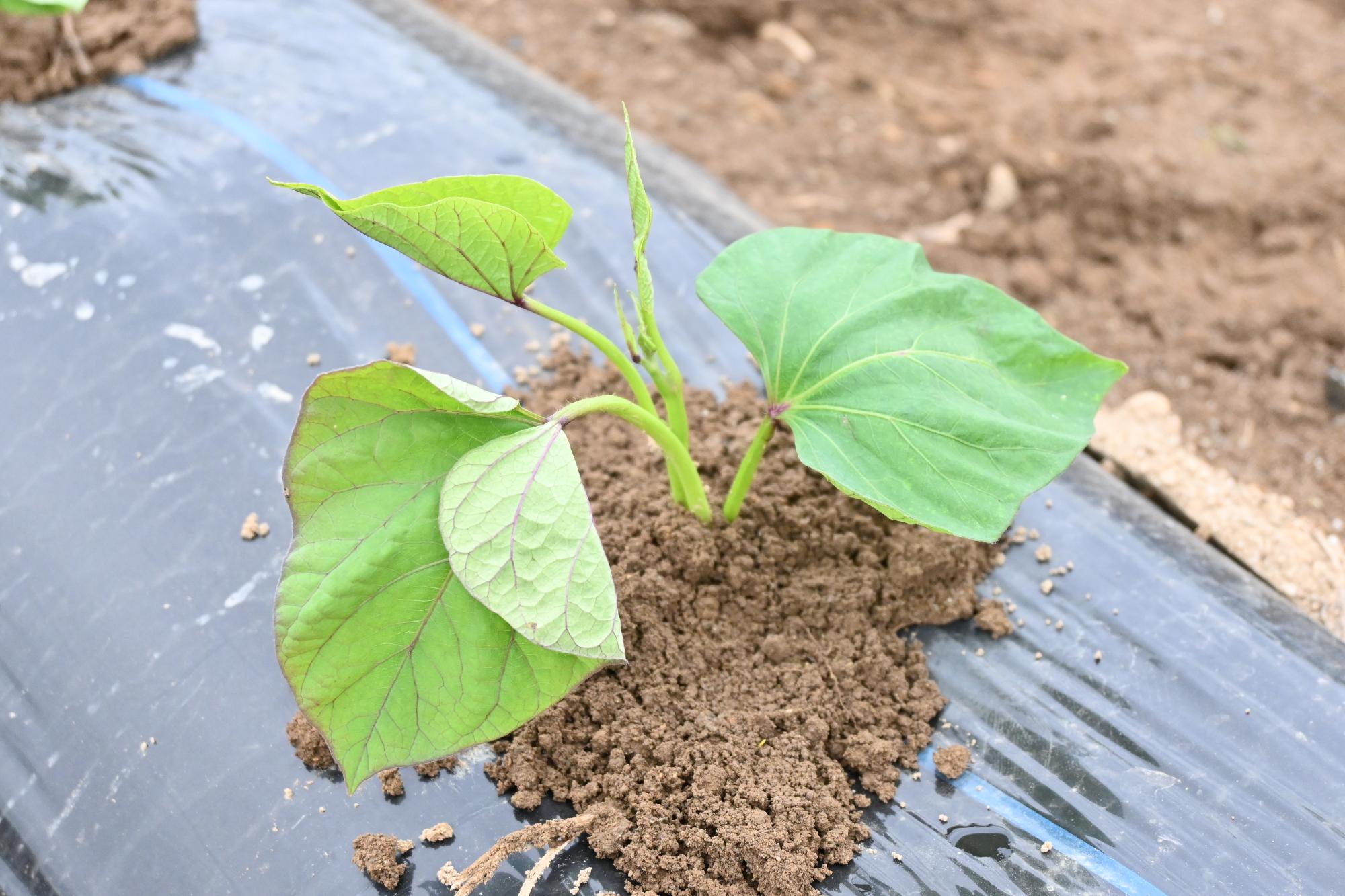 さつまいも植え付け