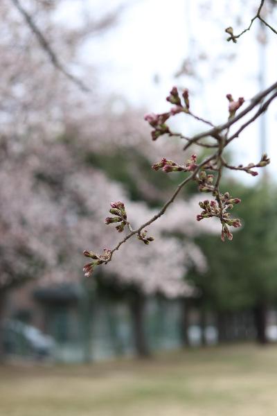 南部公園の桜 2019年3月30日2