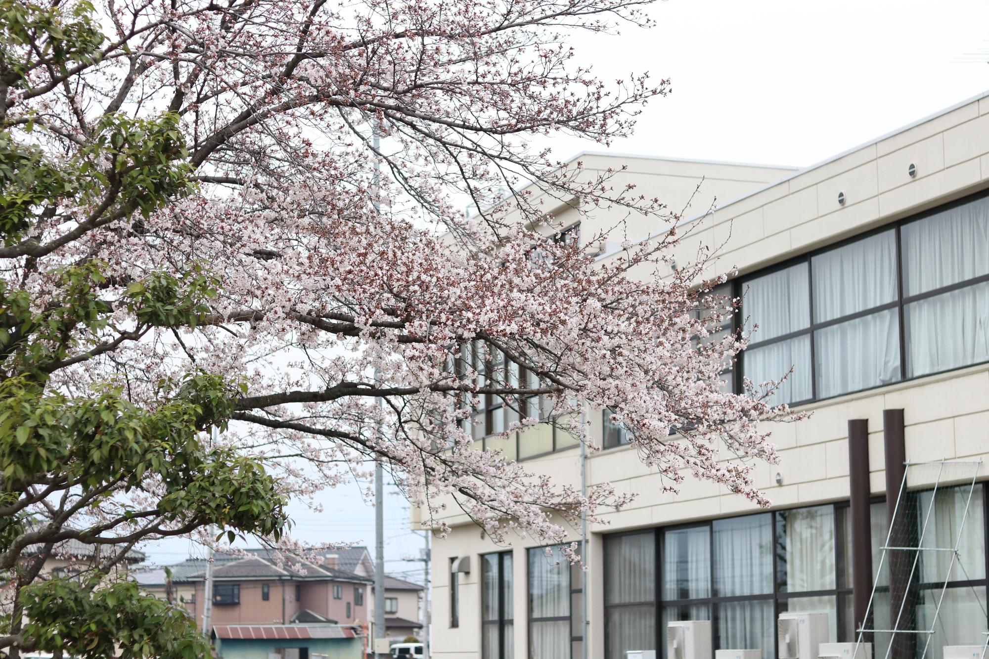 南部公園の桜 2019年3月30日3