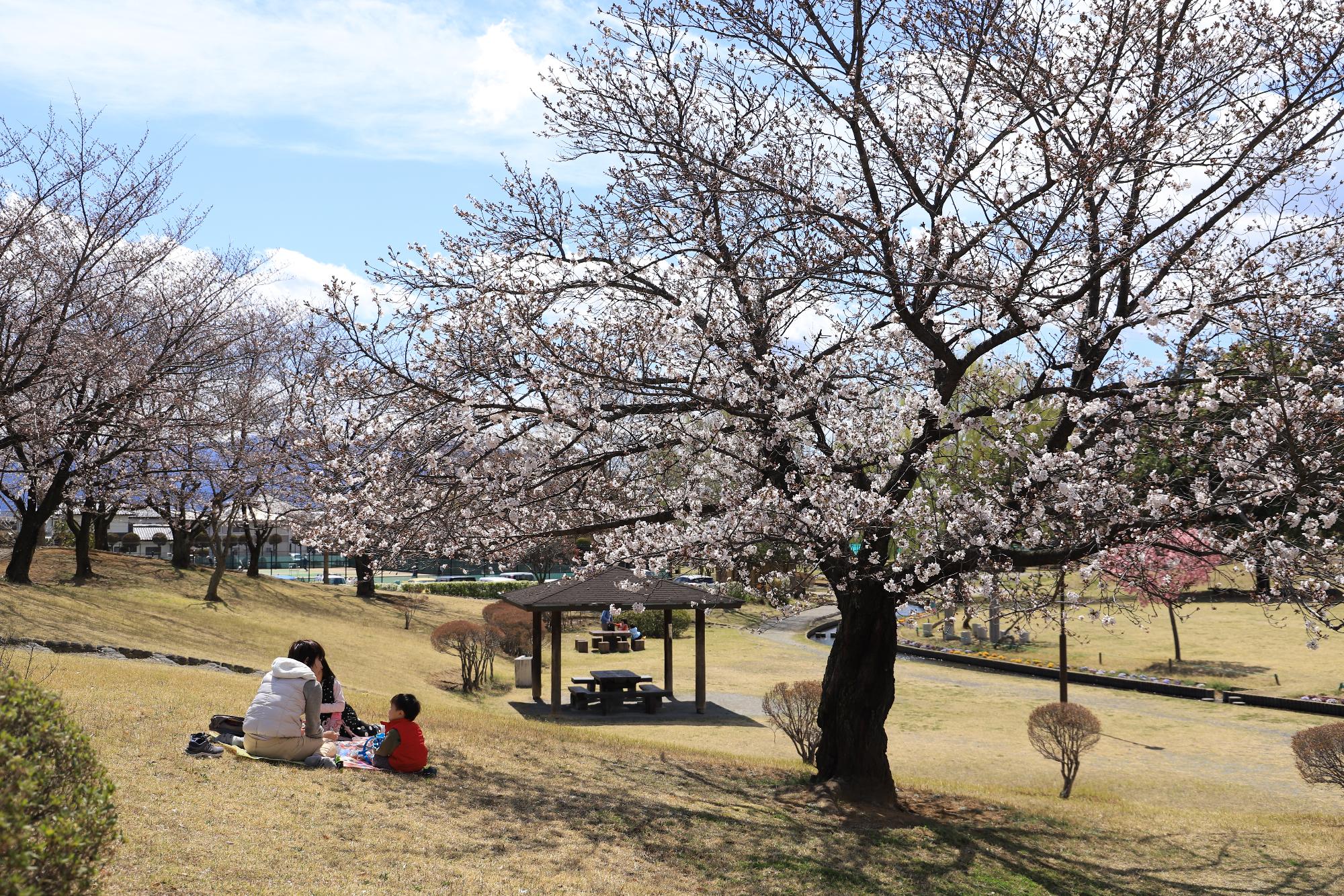 お花見をする家族