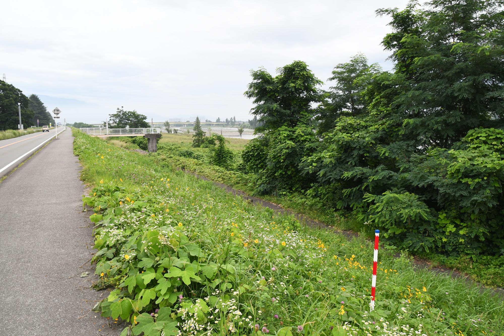 駆除前ののり面の様子