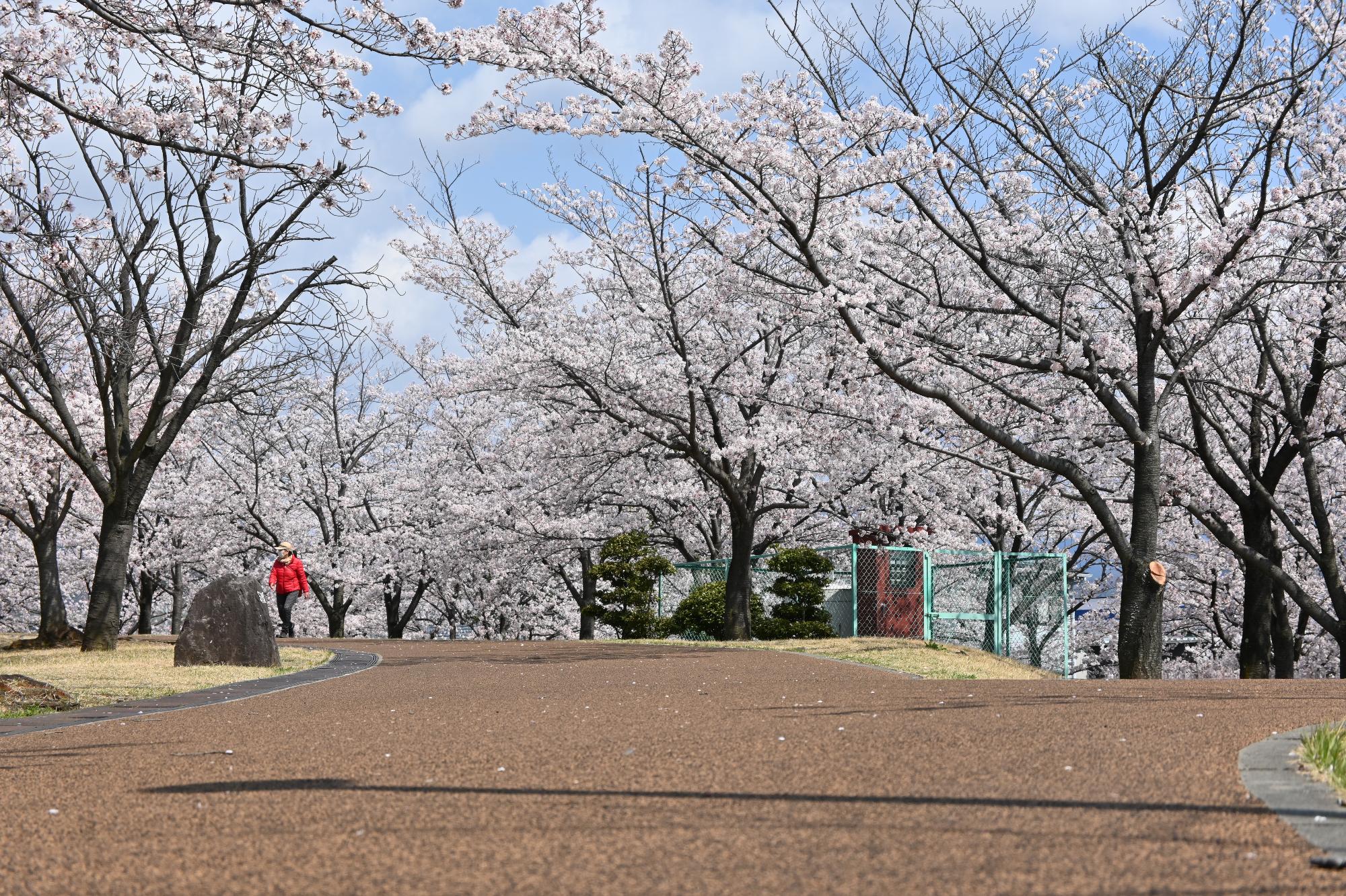 ドラゴンパーク桜