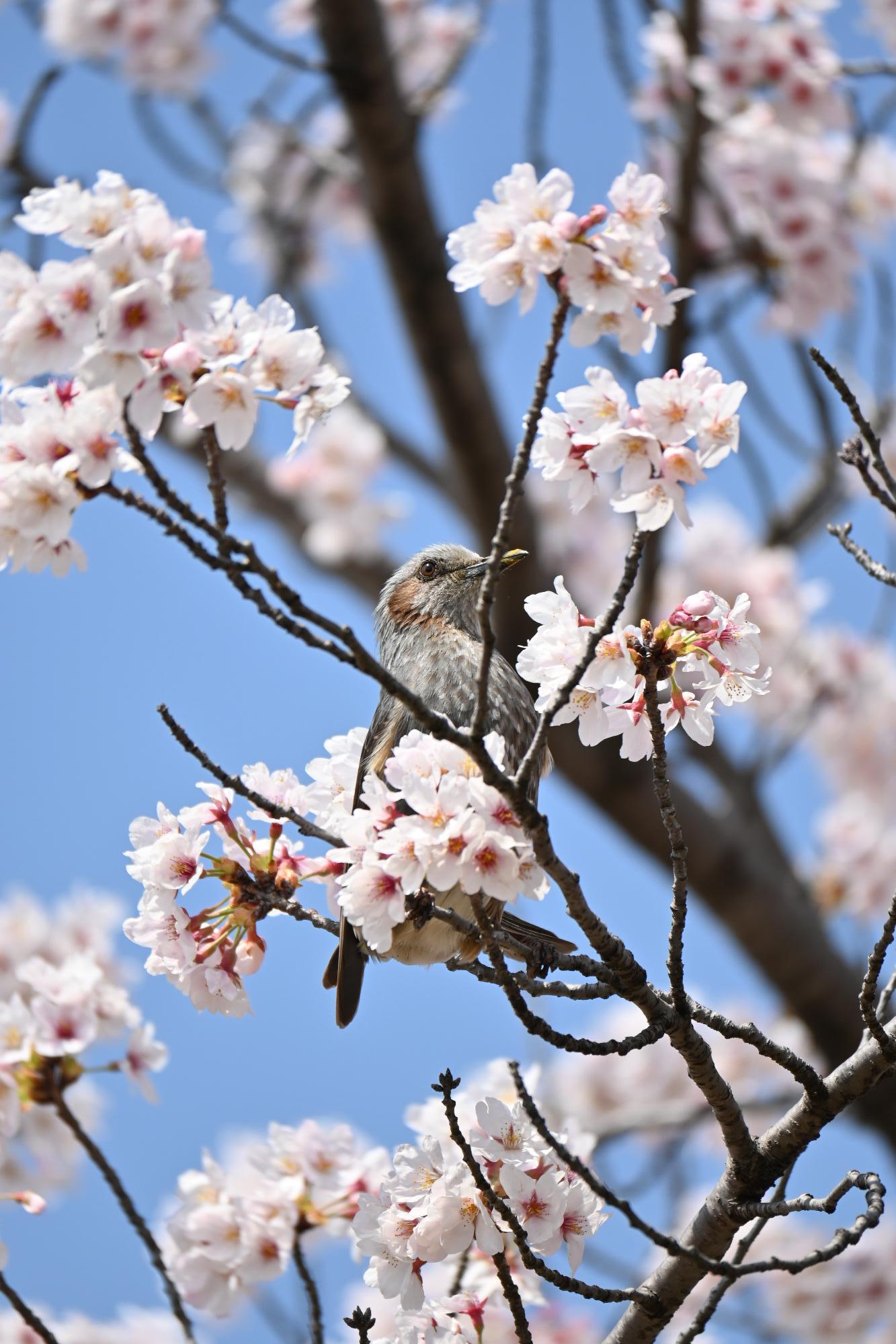 ドラゴンパーク桜