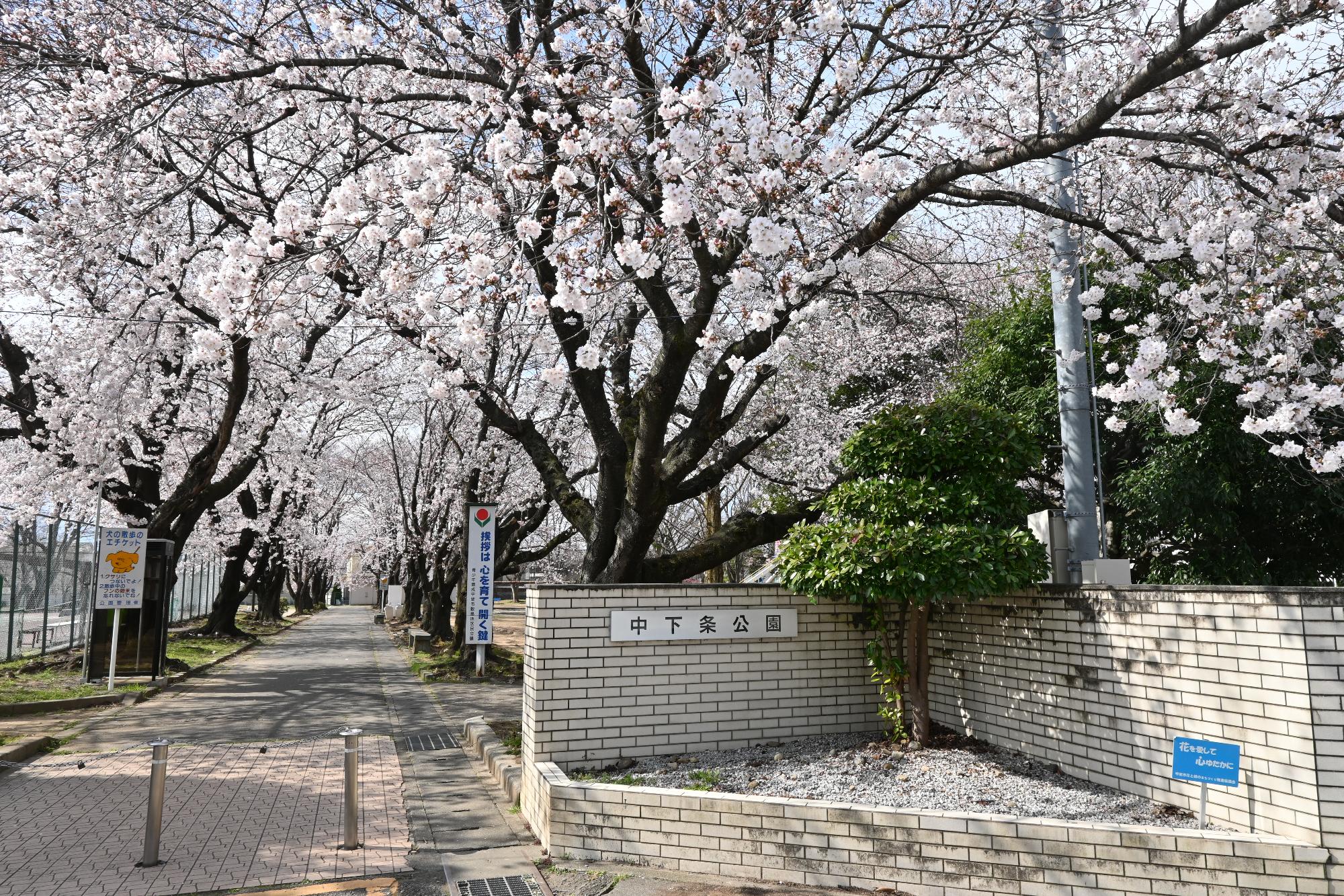 市内桜