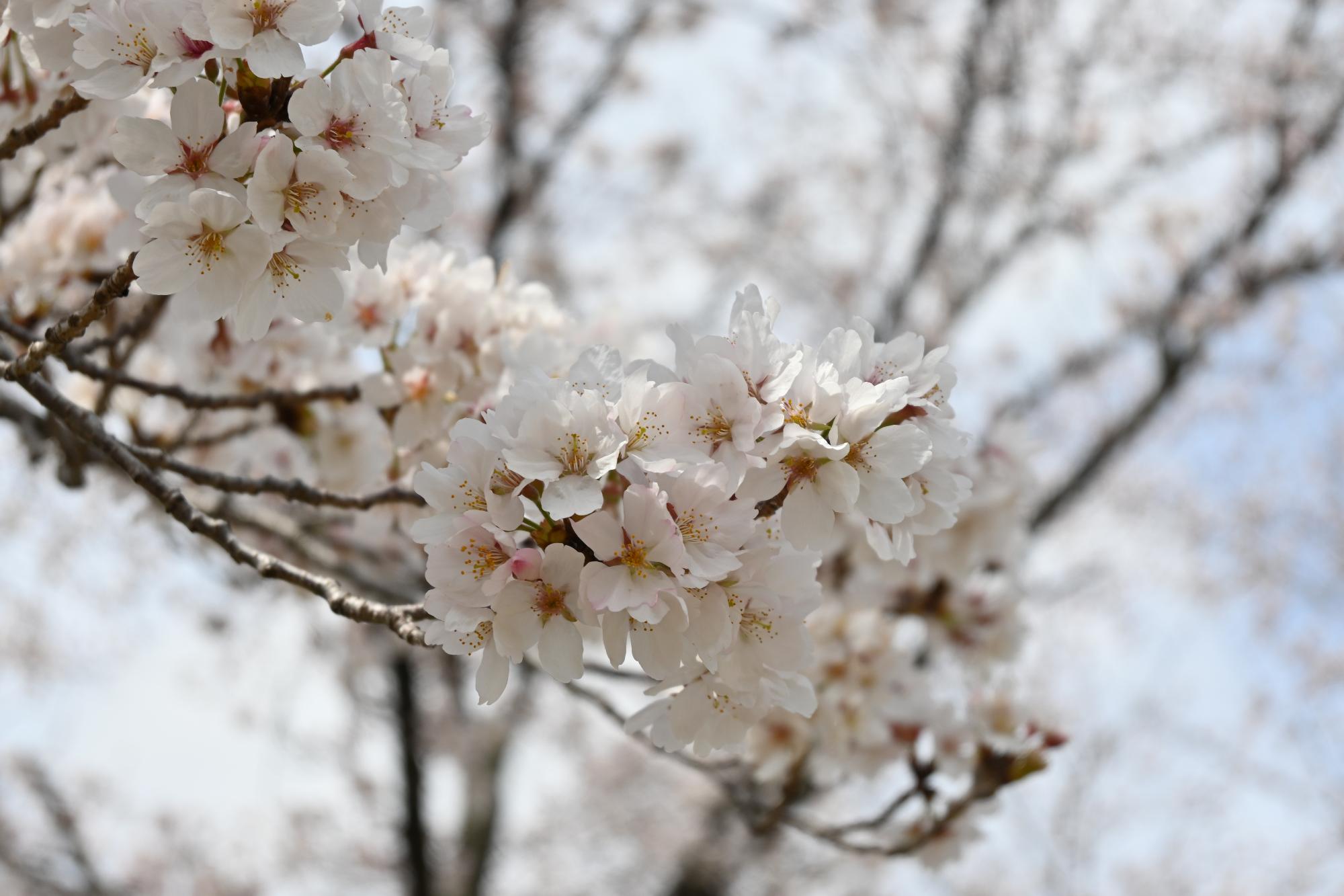 市内桜