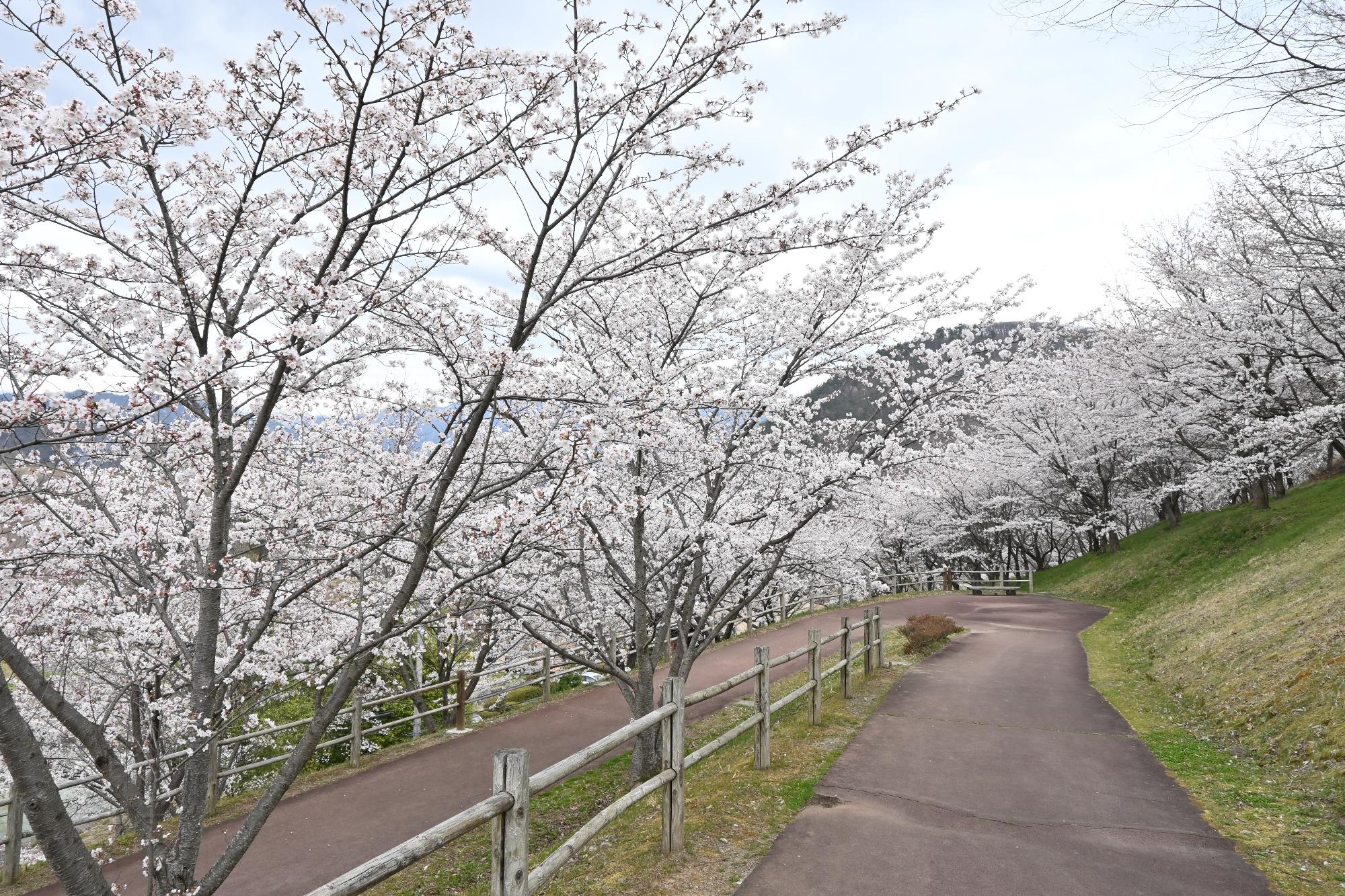 市内の桜