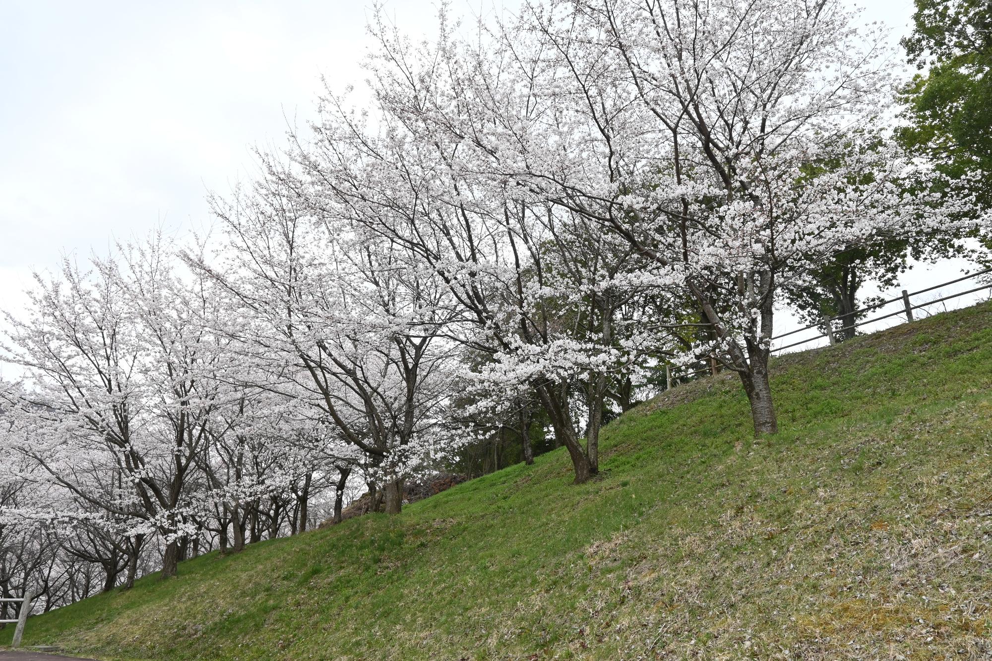 市内の桜