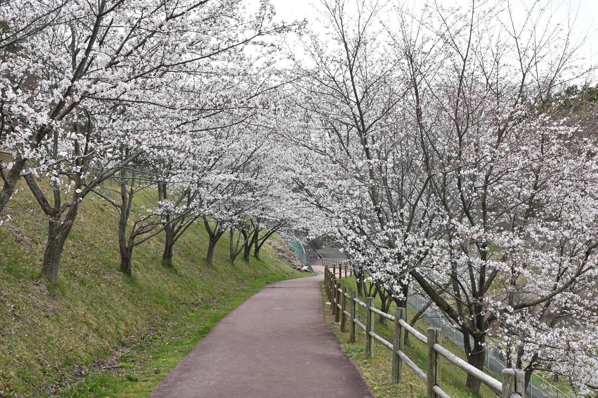 市内の桜