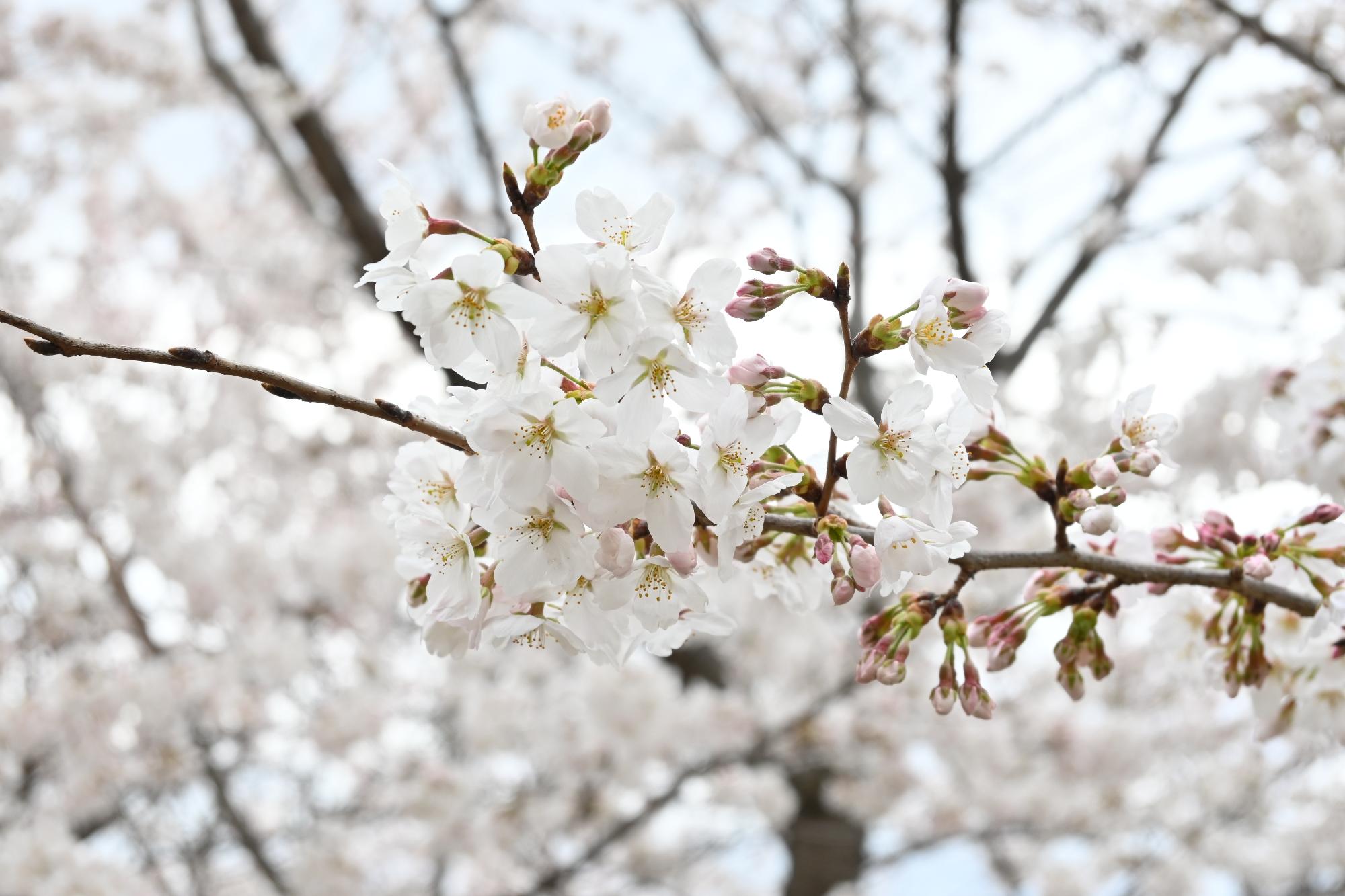 市内の桜