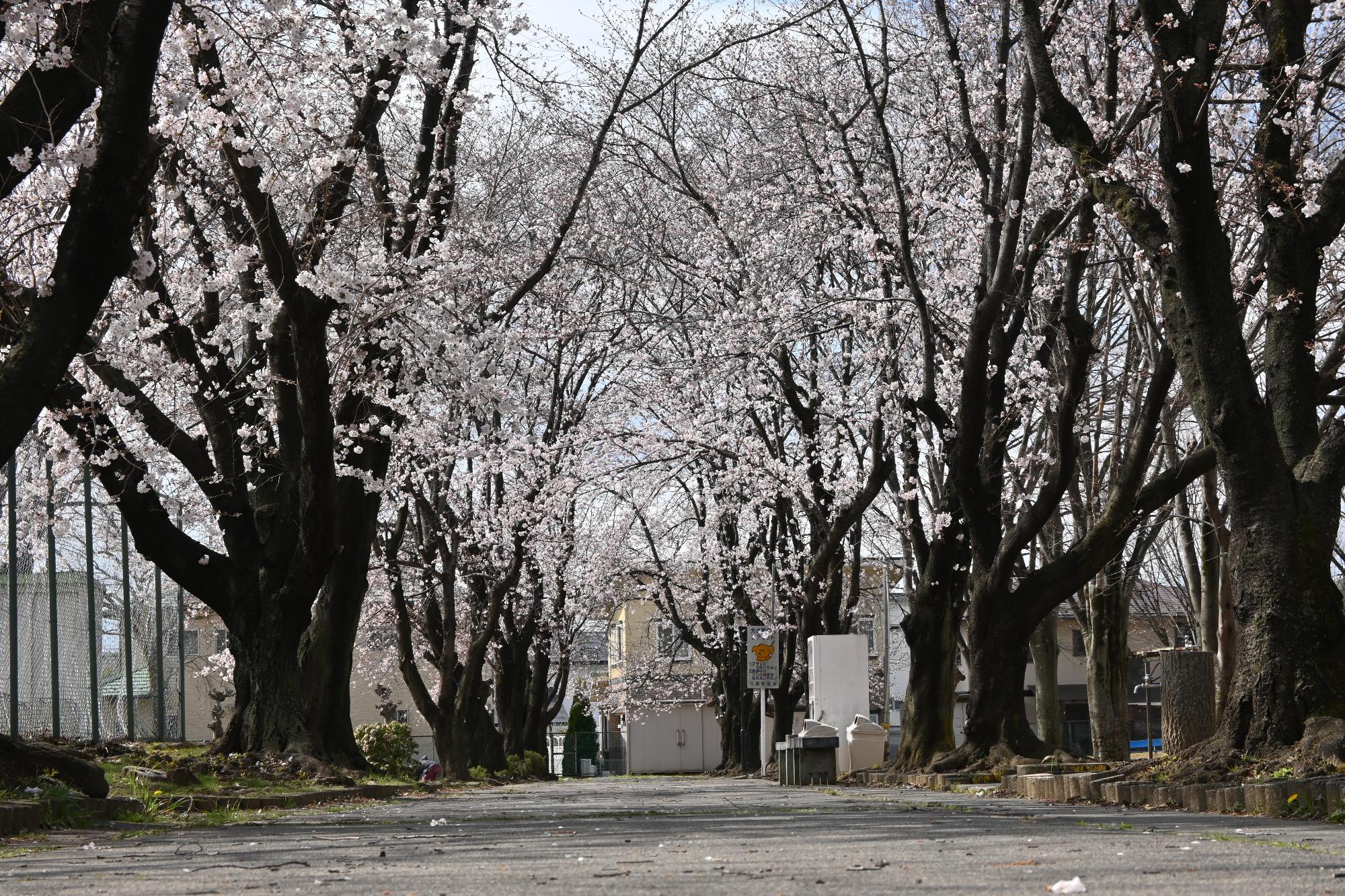 市内桜