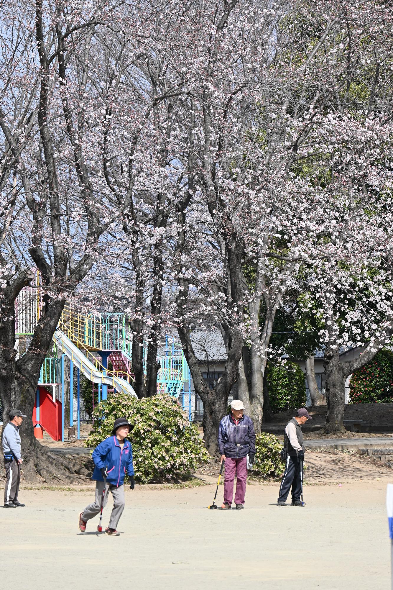 市内桜