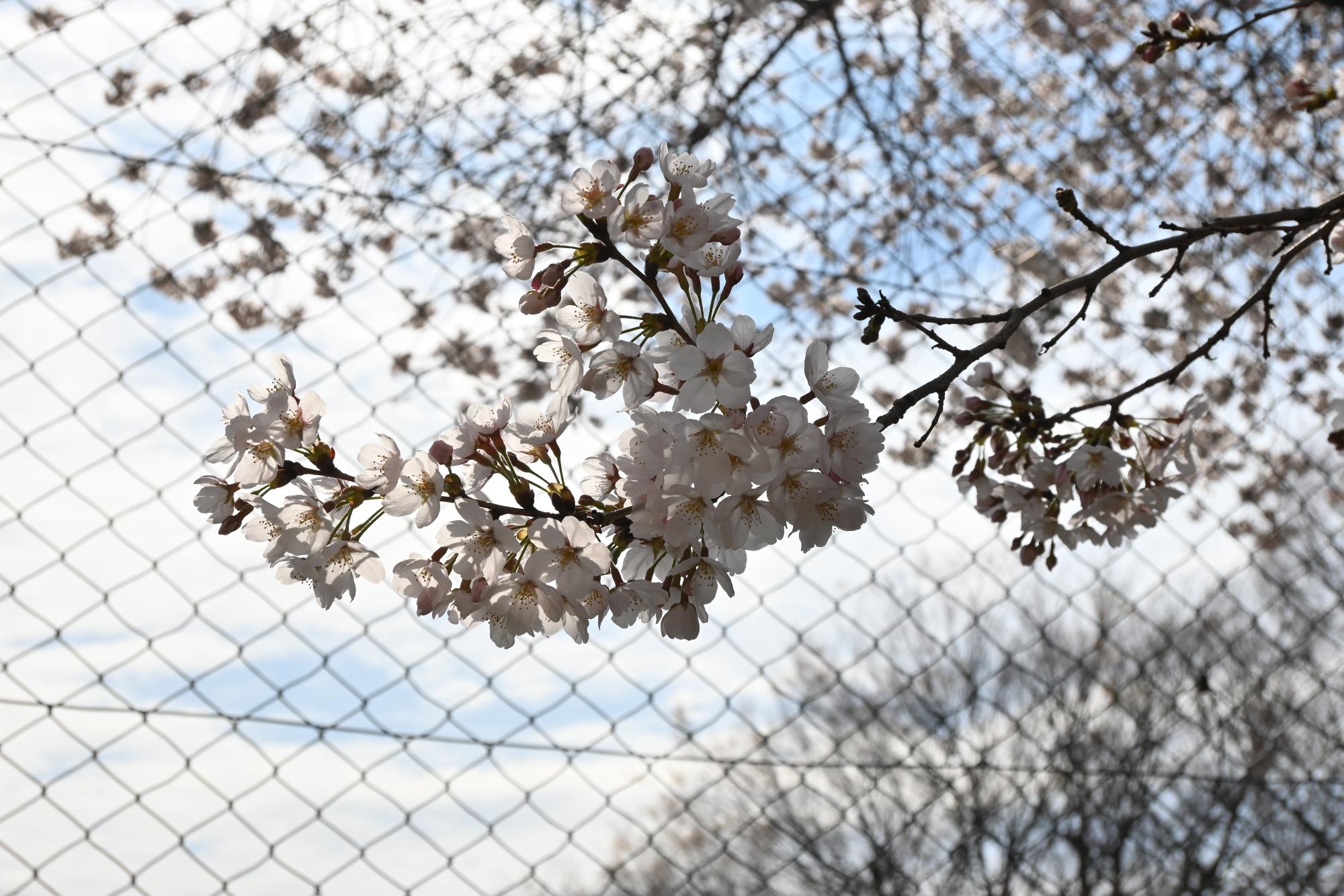 市内桜