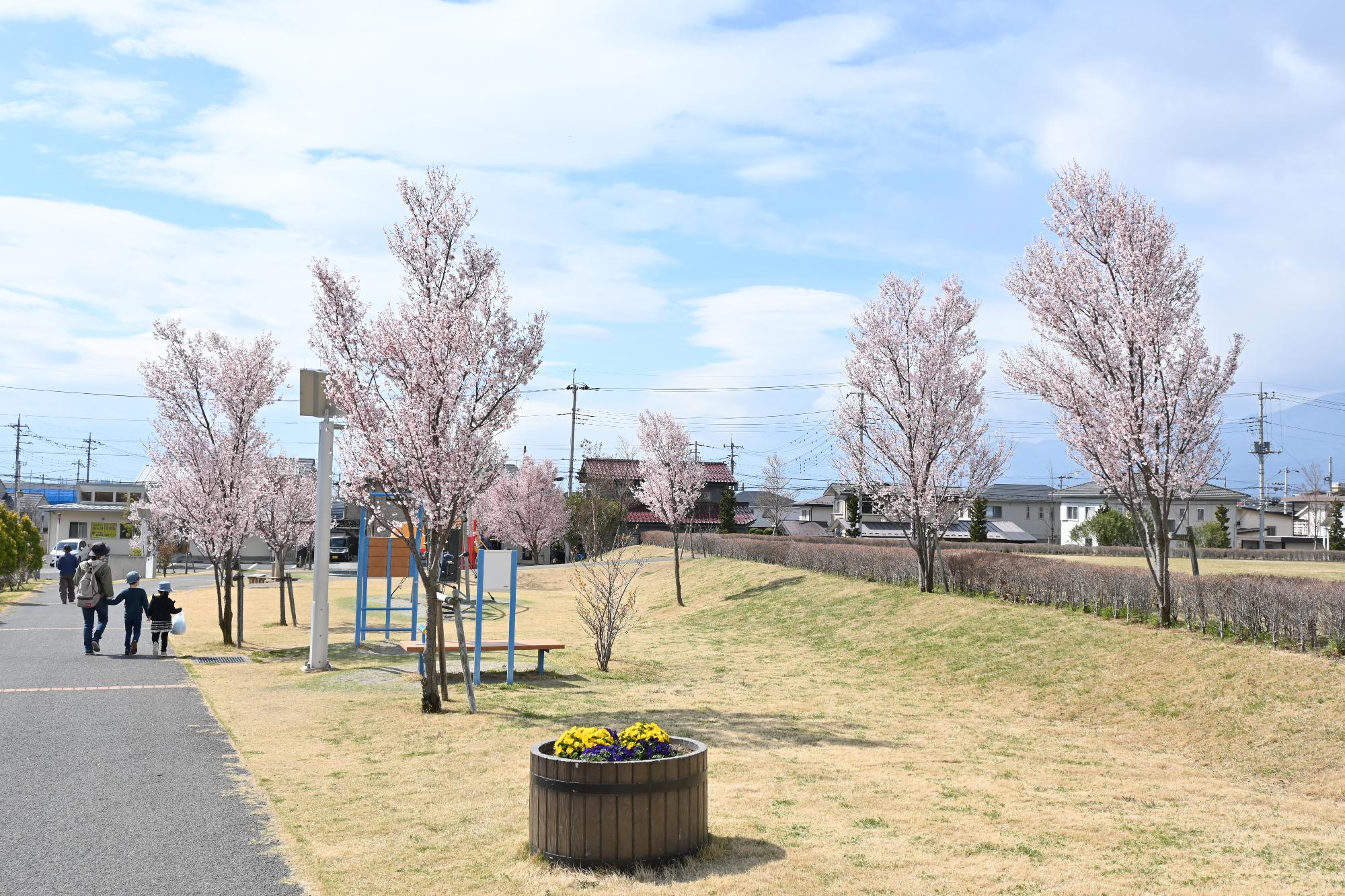 市内桜