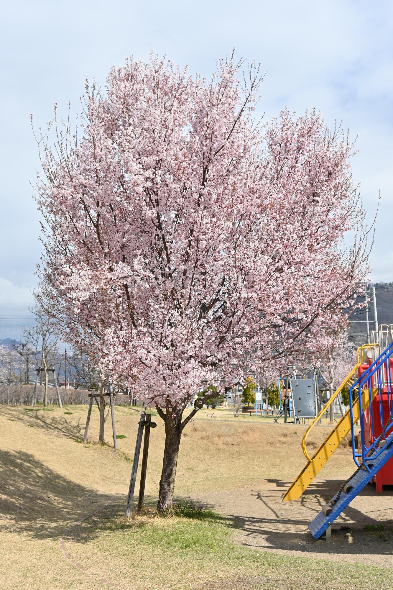 市内桜