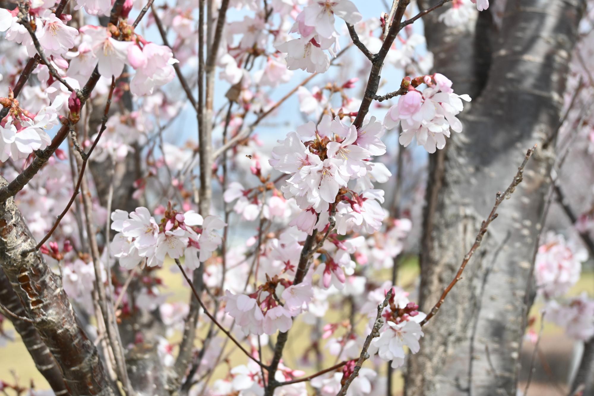 市内桜