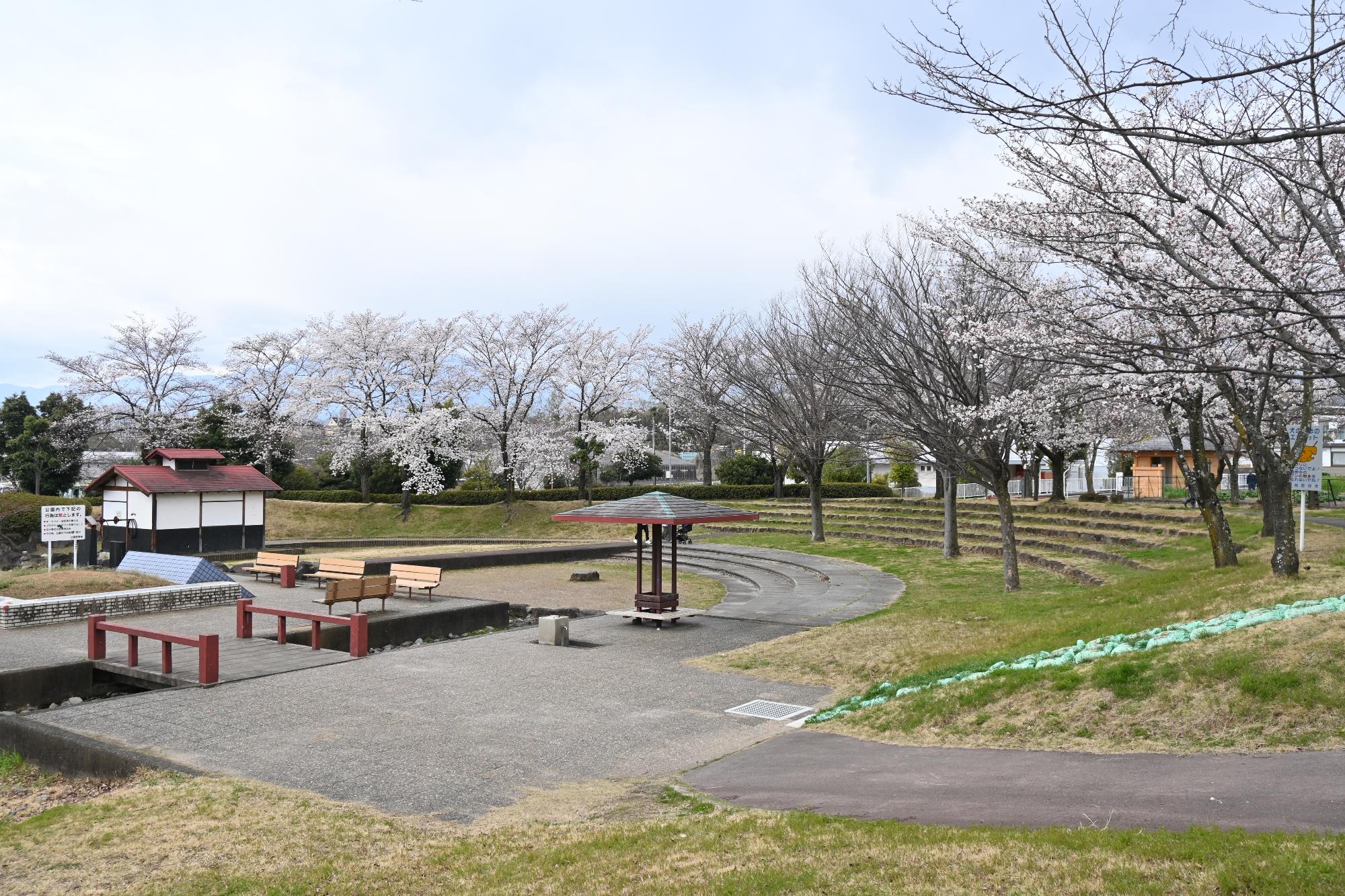 市内桜