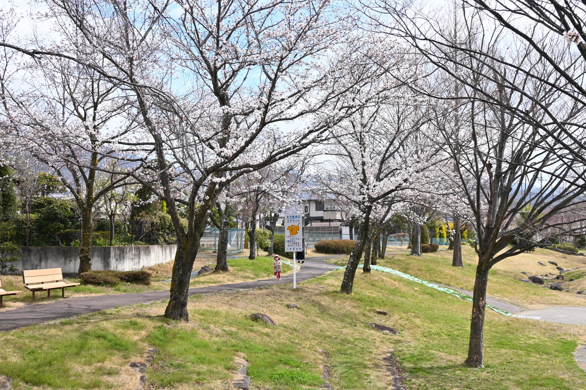 市内桜