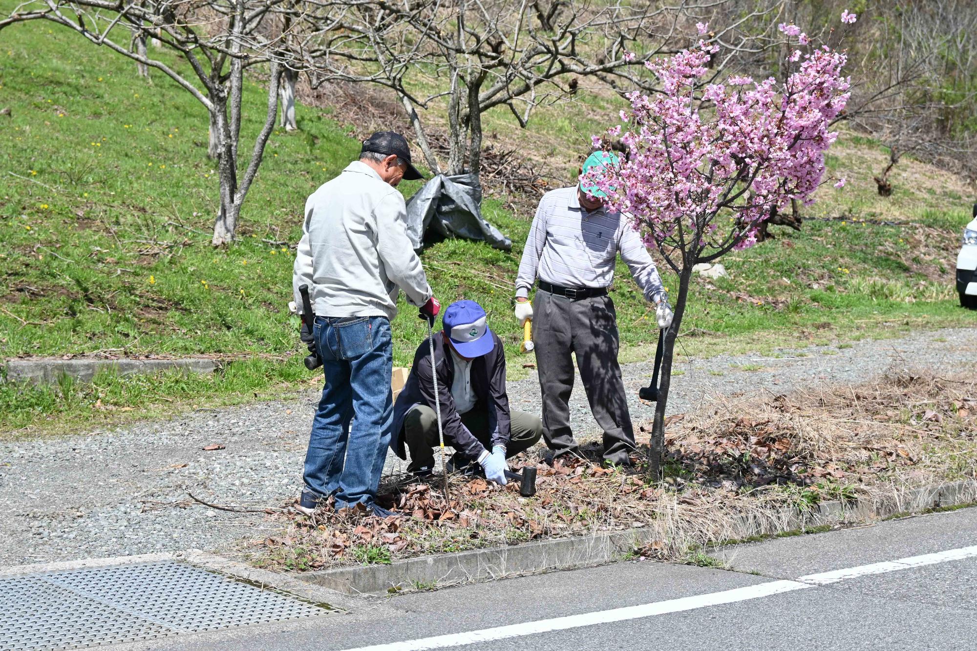 桜の花を守る会9175