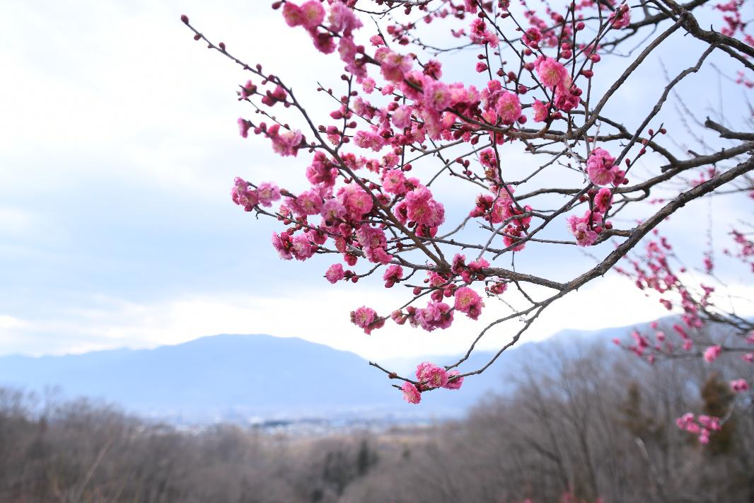 敷島総合公園の梅