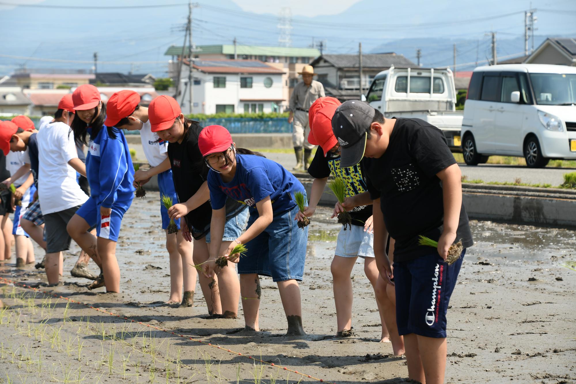 田植えの様子