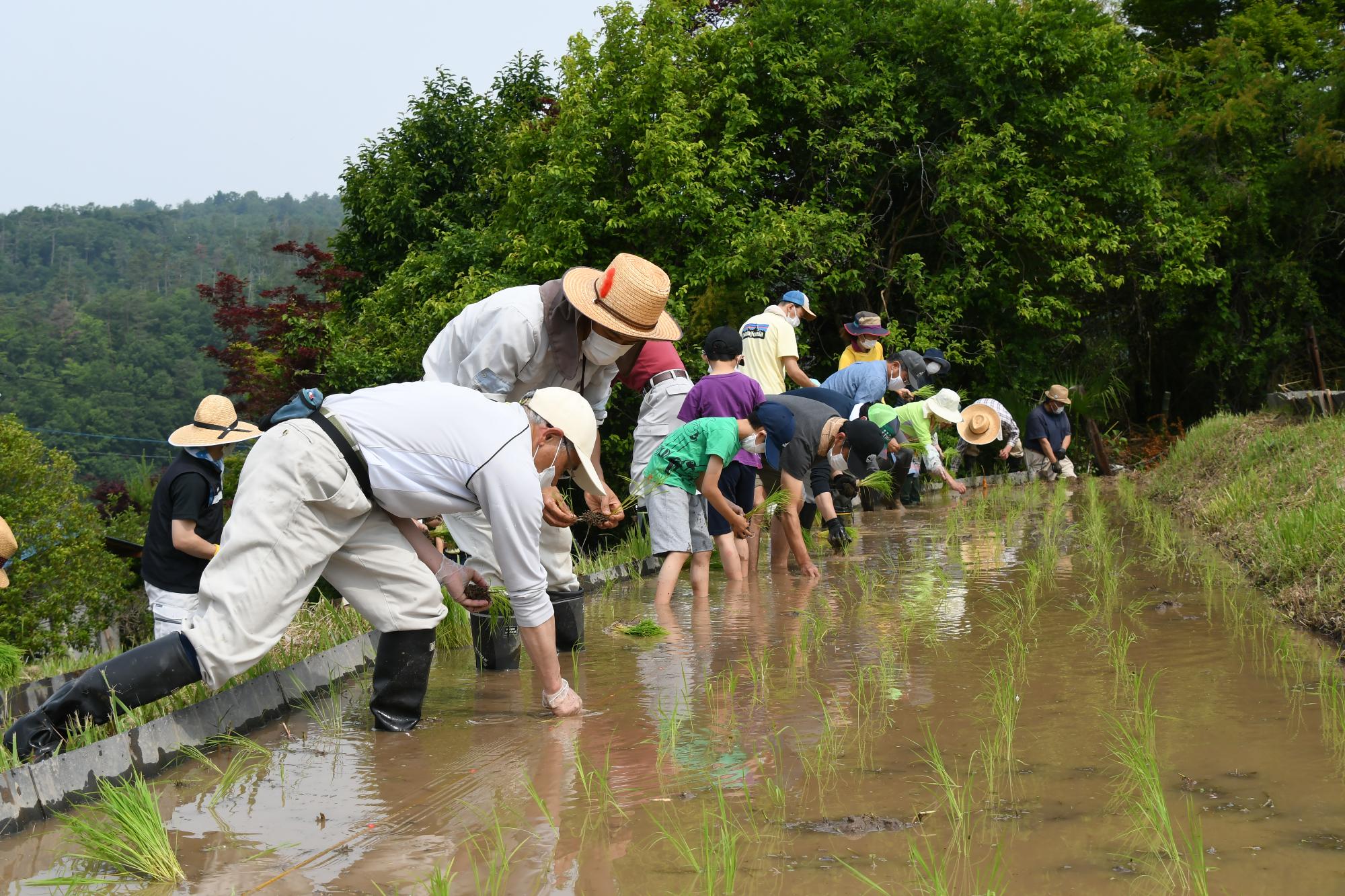 田植えの様子