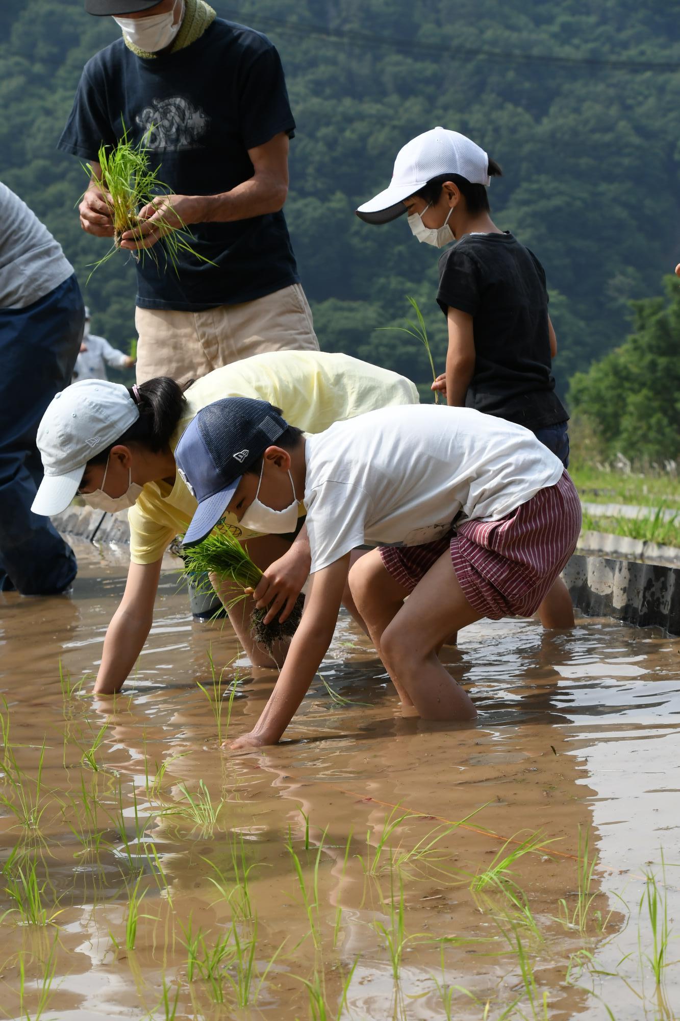 田植えの様子