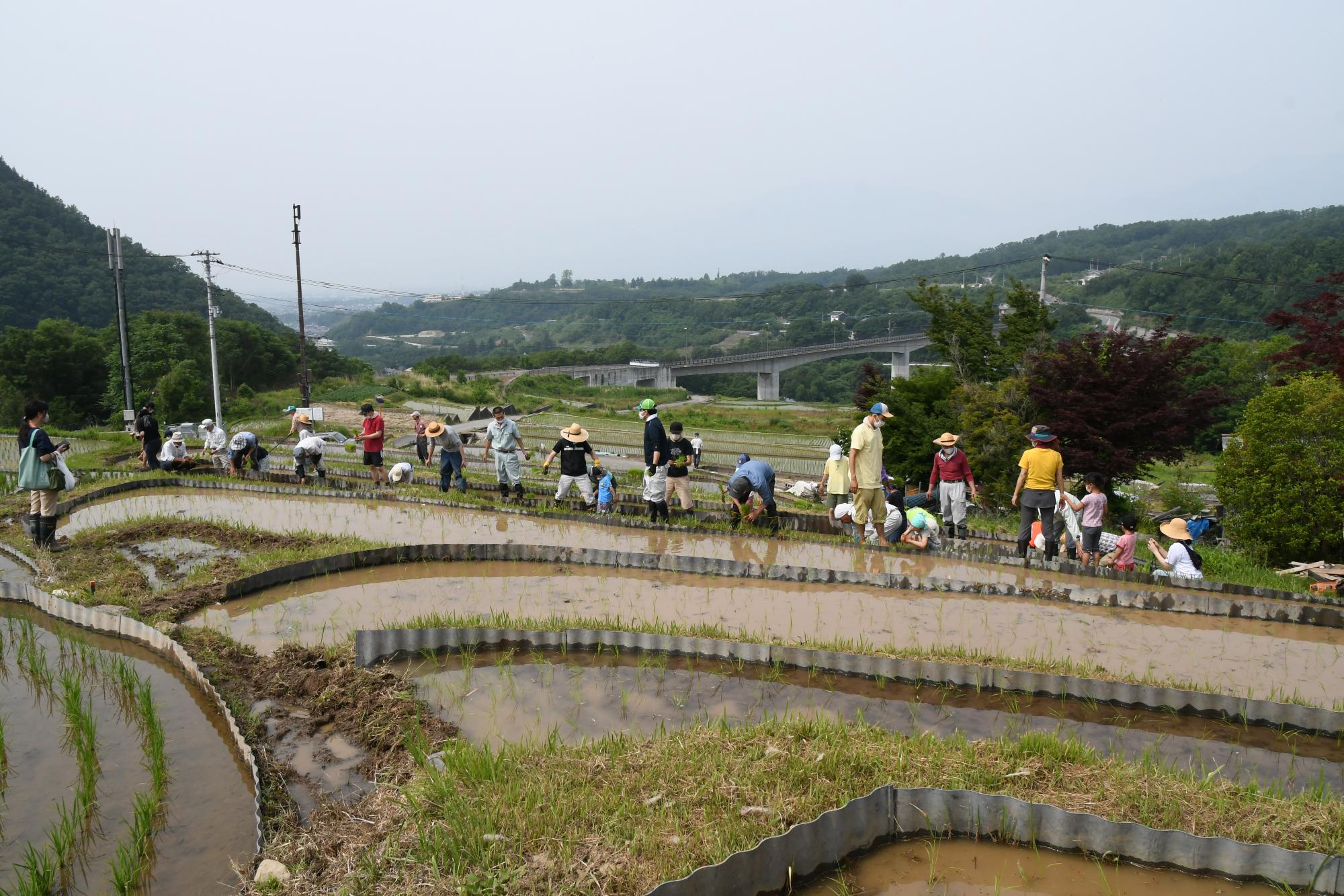 田植えの様子