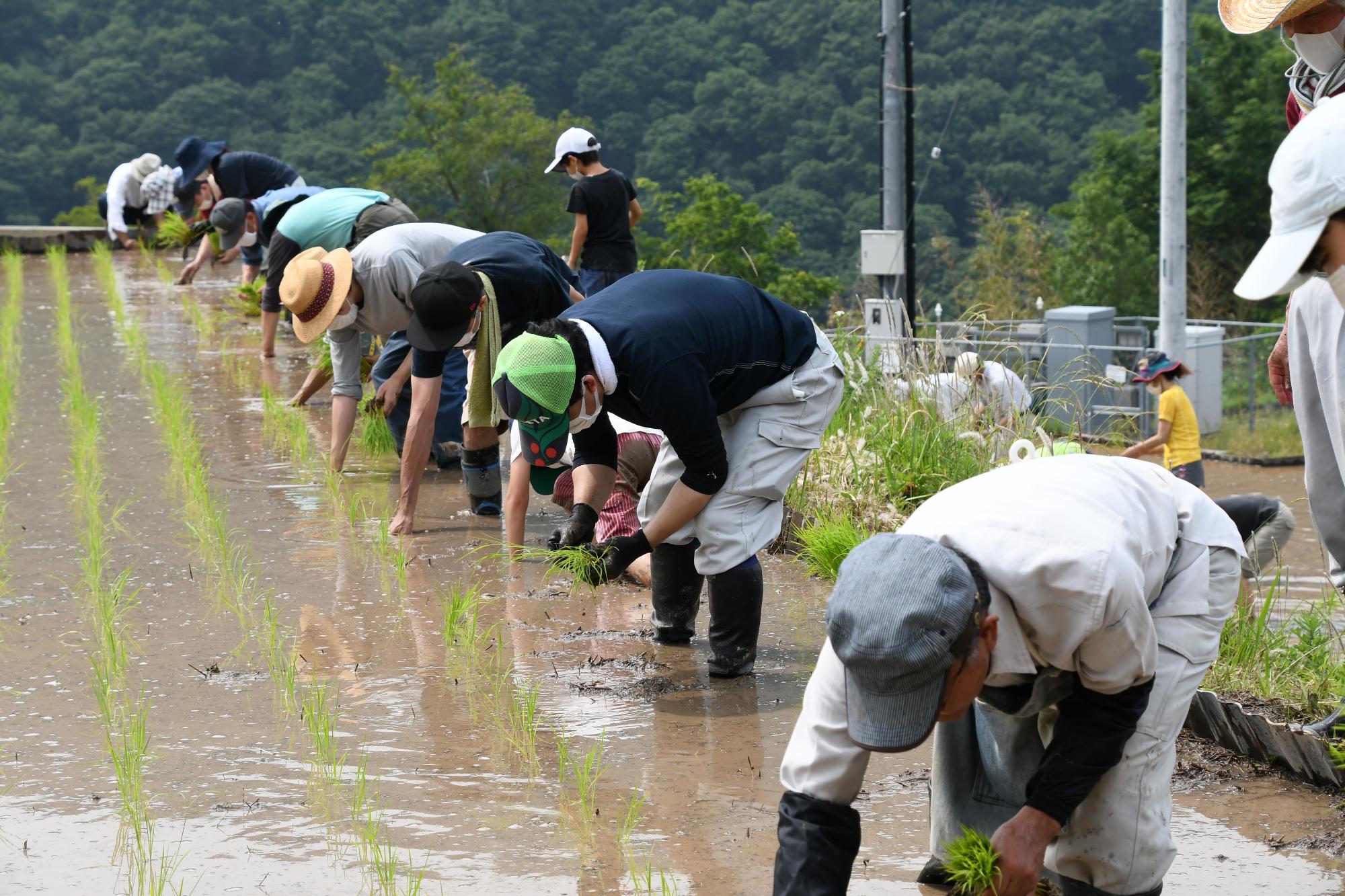 田植えの様子