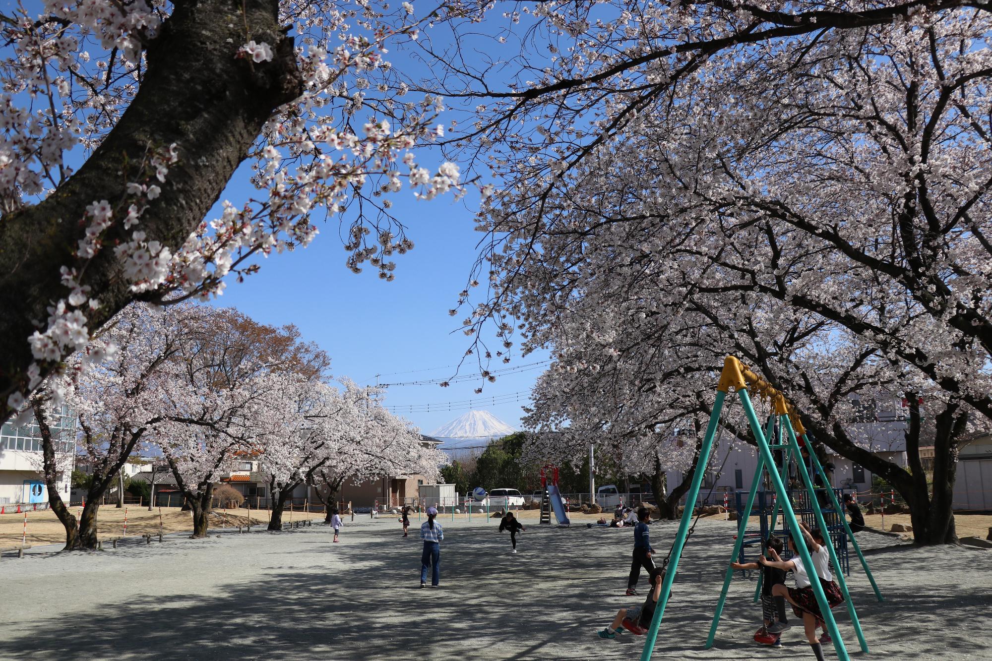 中部公園の桜