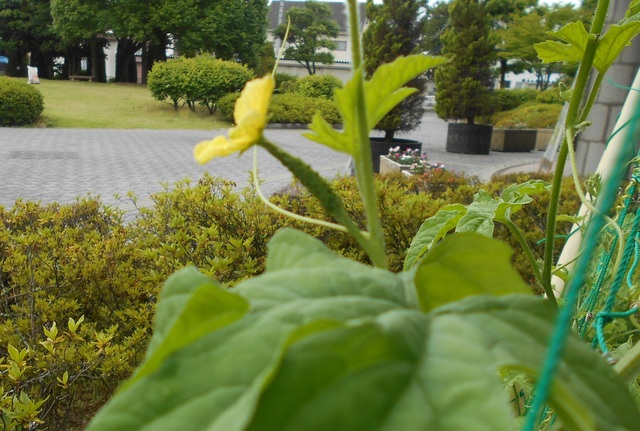 黄色い花を咲かせたゴーヤの写真