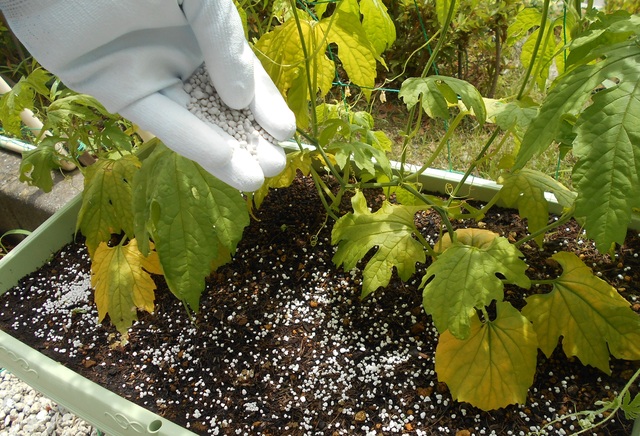白い手袋をした職員が、化成肥料を根元にまいている写真