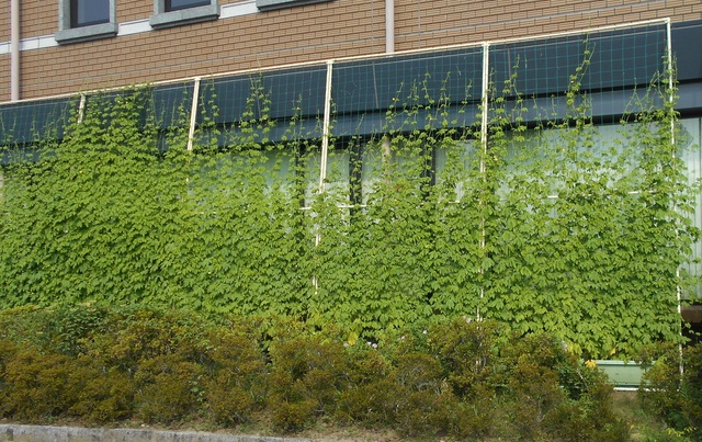 図書館窓側に植えたゴーヤのグリーンカーテンが黒いネットに沿ってぐんぐん成長している写真