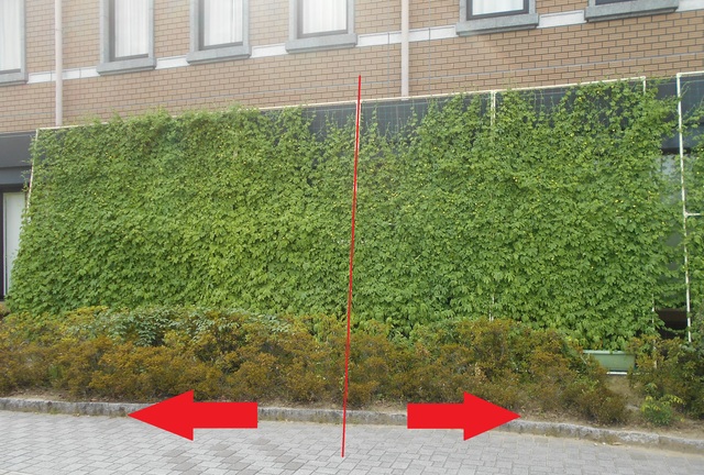 図書館窓側に設置された緑のカーテンの写真中央を赤い線で区切り右矢印と左矢印で成長の度合いを比較している写真