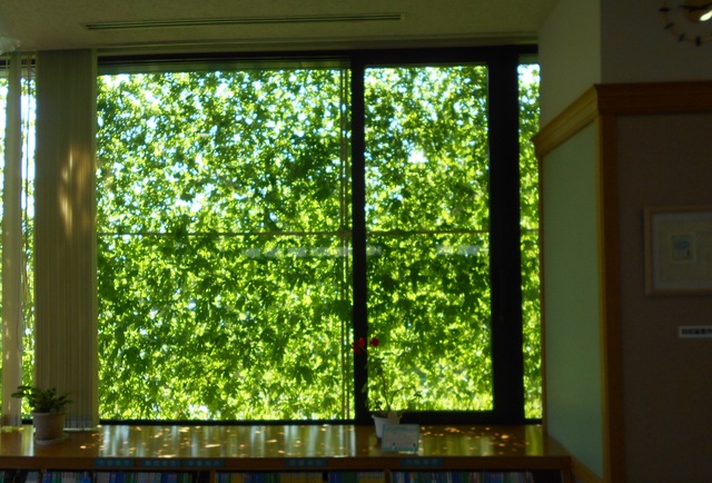 図書館内から見た窓ガラスを覆い、日光を遮るゴーヤでできた緑のカーテンの写真