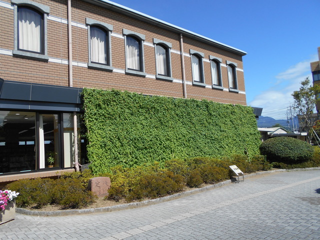 5月12日に環境講座「緑のカーテンづくり講座」にて市民の皆さんに植えて頂いた図書館窓側に作られたゴーヤでできた緑のカーテン写真