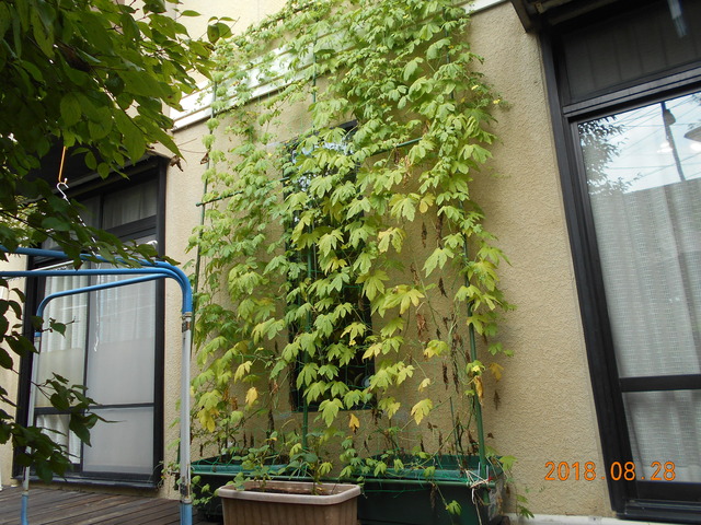 双葉地区Mさん宅の緑のゴーヤのカーテンの写真