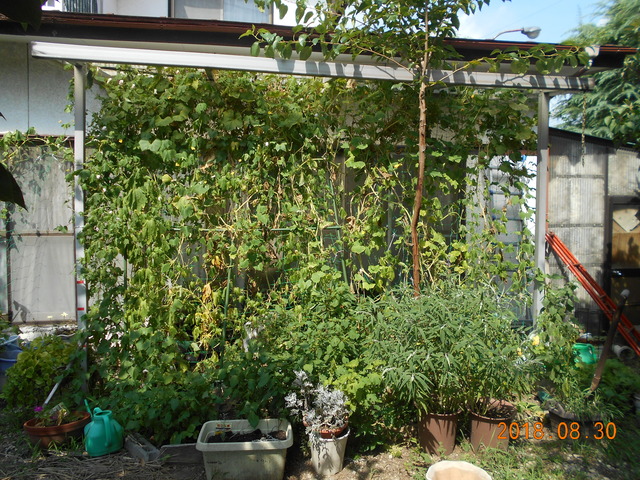 竜王地区Mさん宅緑のゴーヤのカーテンの写真