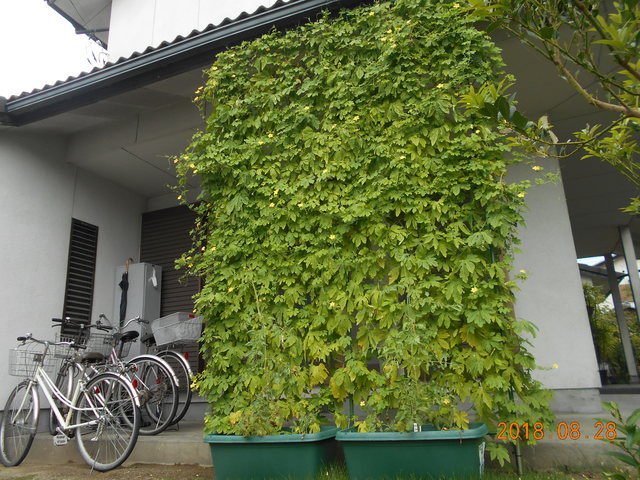 竜王地区Sさん宅緑のゴーヤのカーテンの写真