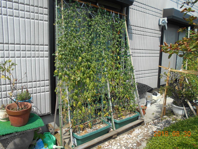 敷島地区Yさん宅緑のゴーヤのカーテンの写真