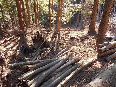 市内の森林に放置されたままの木材（林地残材）の写真