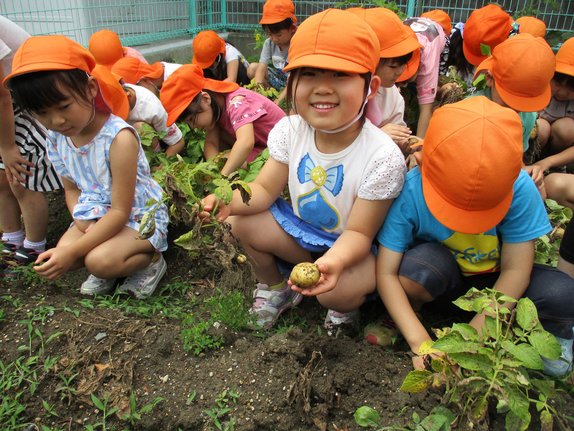 ジャガイモ掘りを楽しむひまわり組の子ども達です。