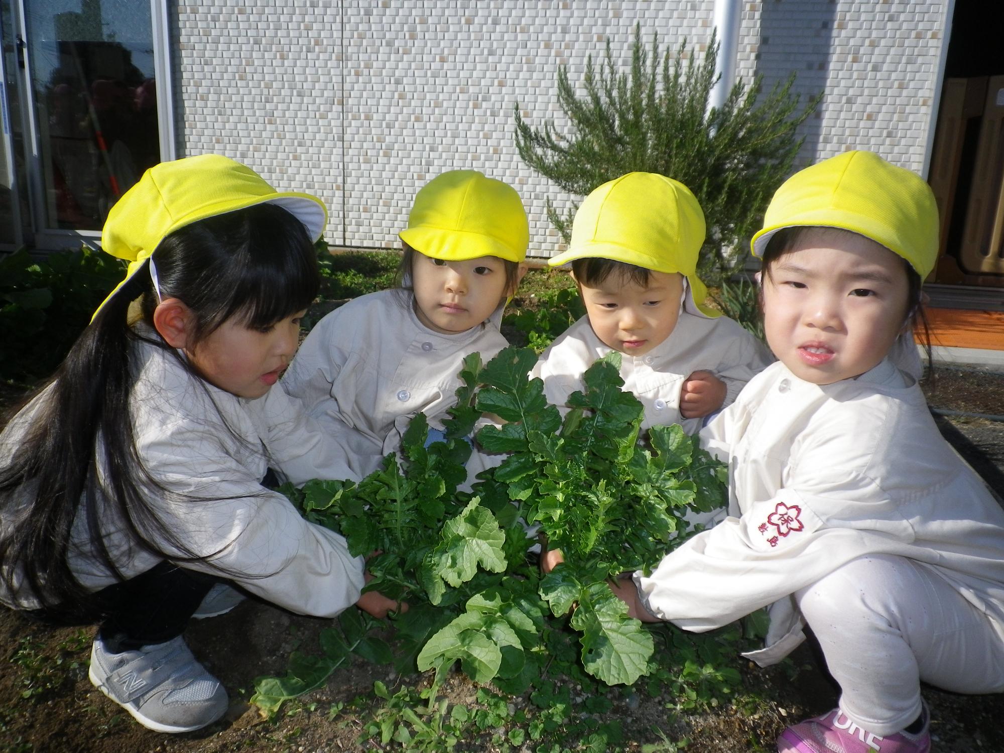 大根に触れる2歳児