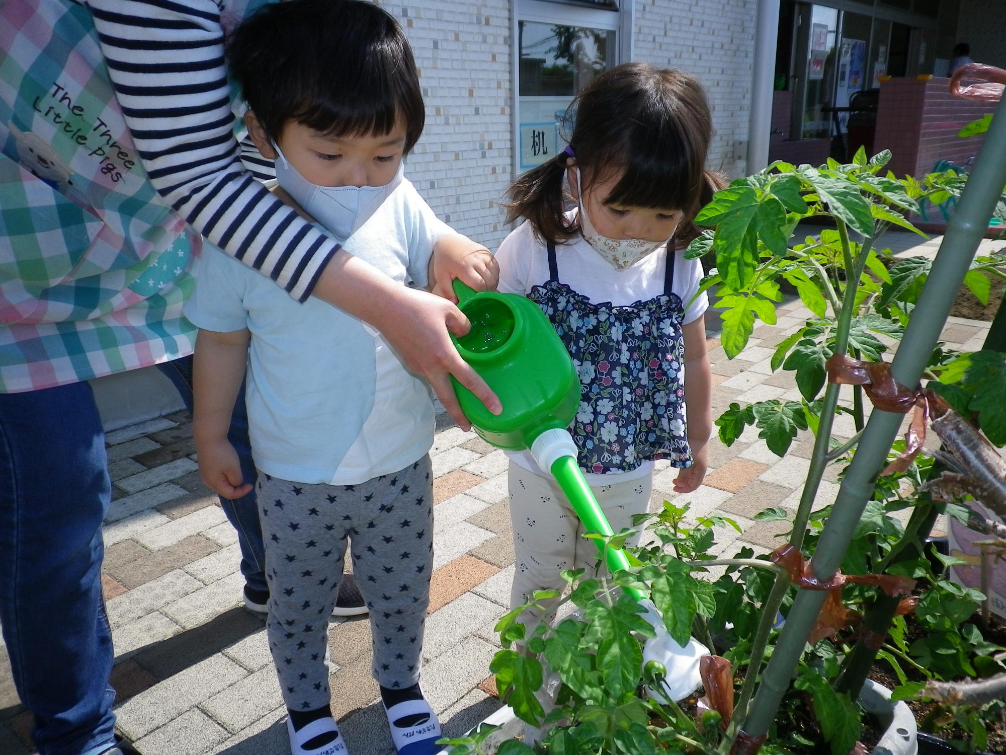 き1夏野菜に水やり