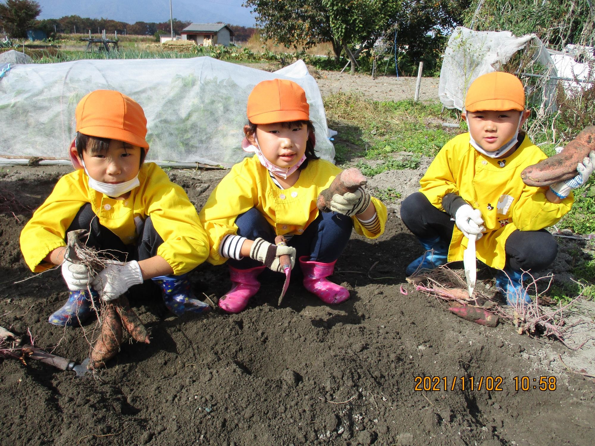 さつまいも掘りを楽しむひまわり組の子ども達です。
