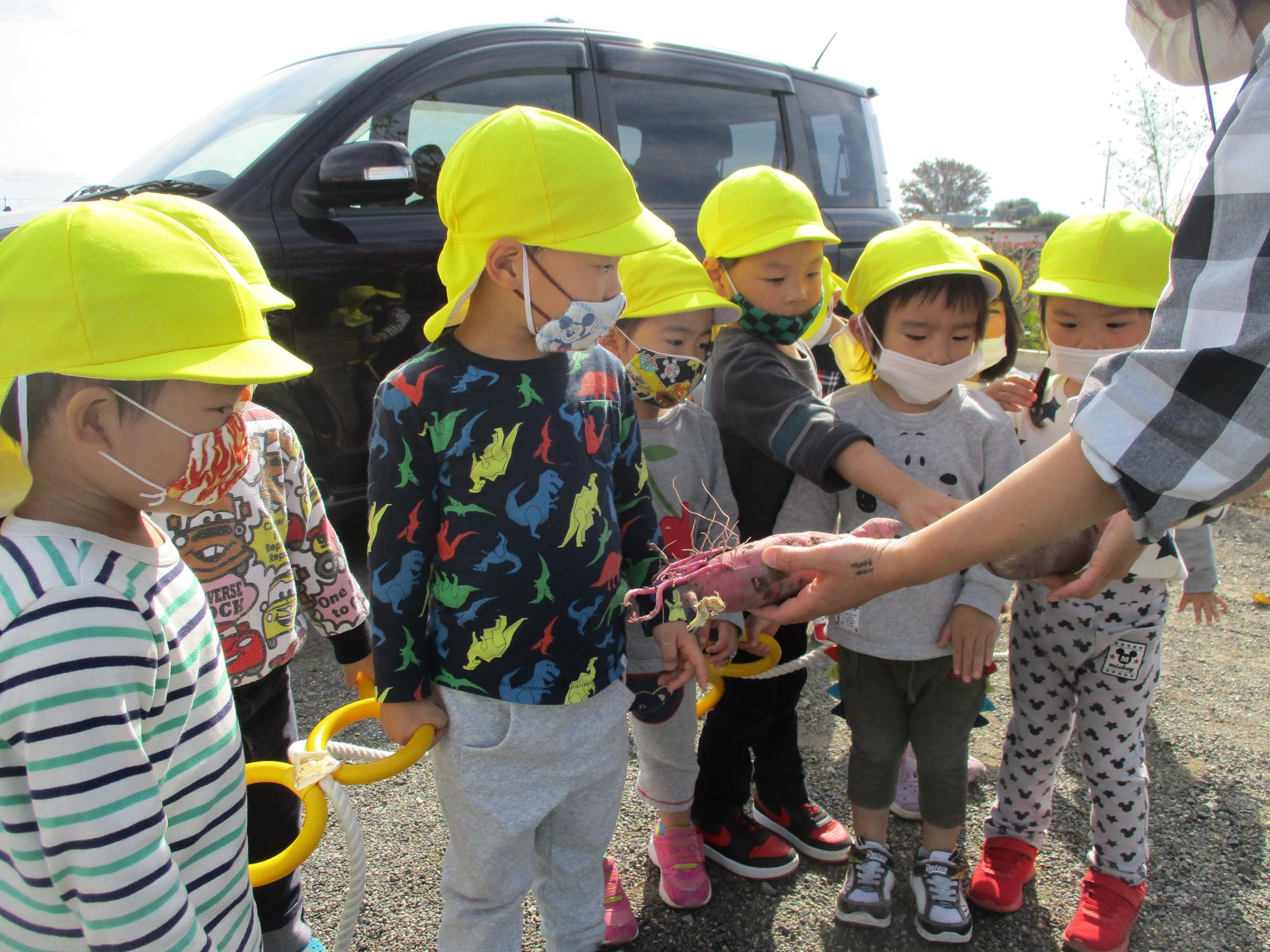 いもほりを見学するつぼみ2組の子ども達です。