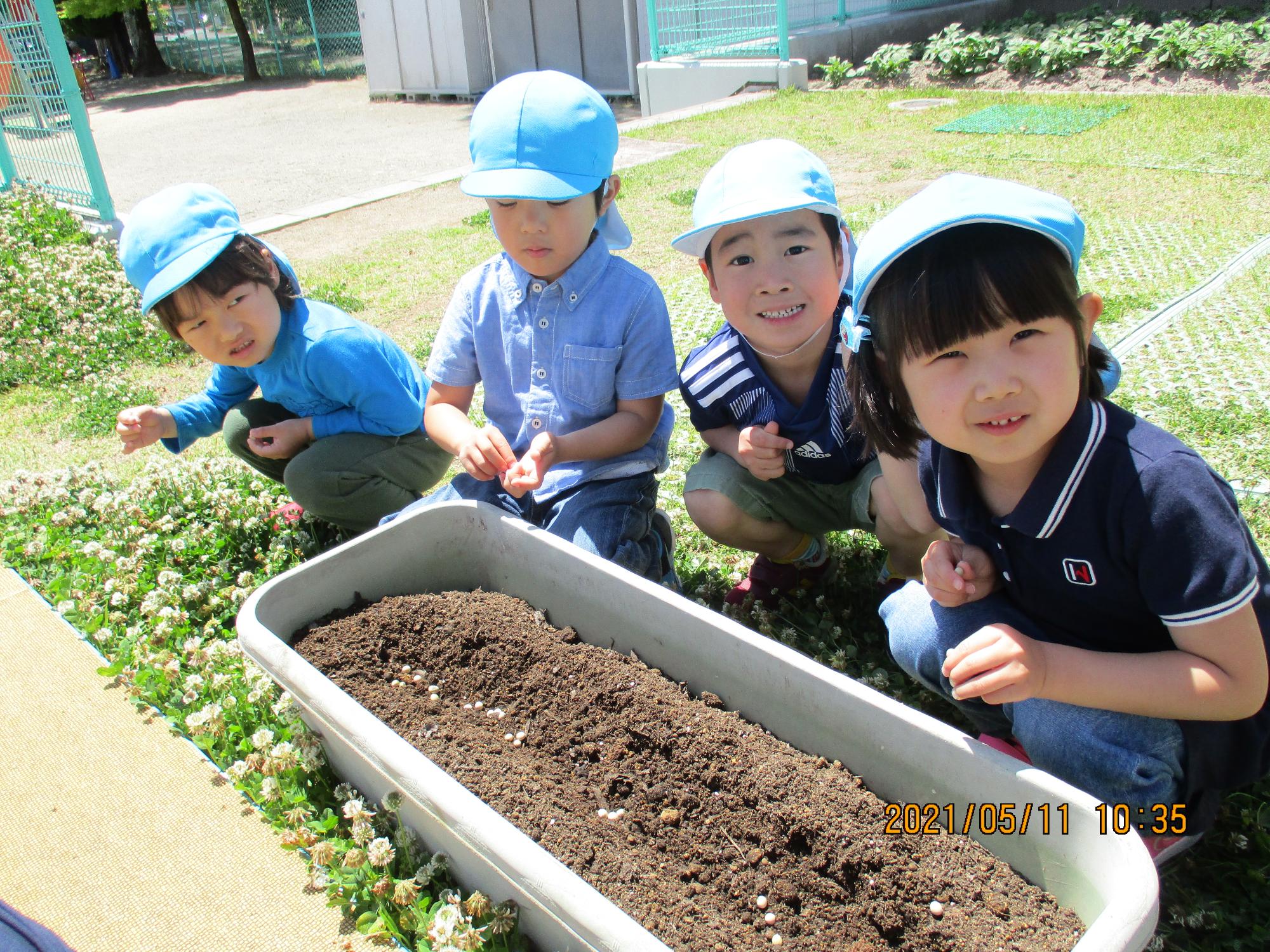 枝豆の種を植えるさくら組の子ども達