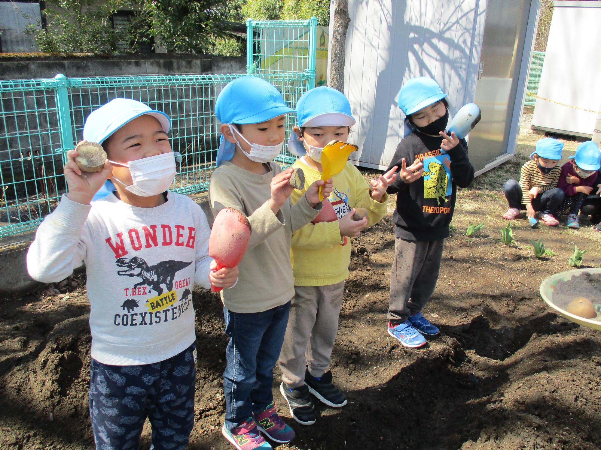 じゃがいも植えをするさくら組の子ども達です。